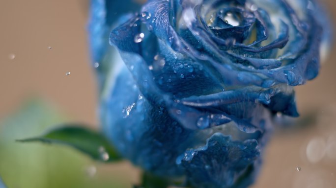 SLO MO TU雨滴落在蓝色玫瑰上
