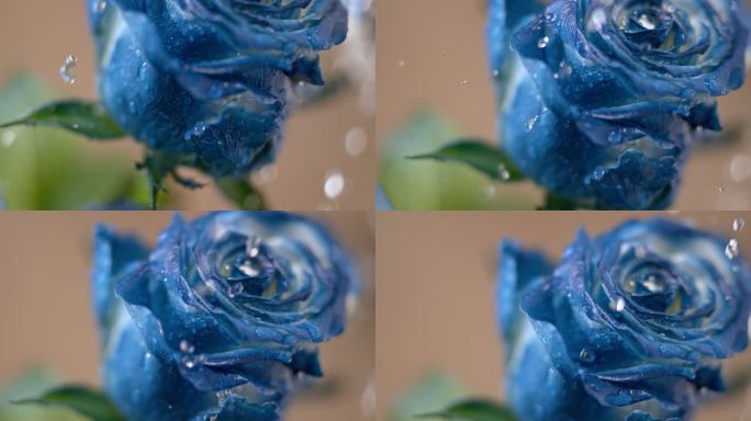 SLO MO TU雨滴落在蓝色玫瑰上