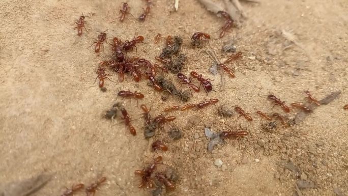 一群红蚂蚁正在搬运食物