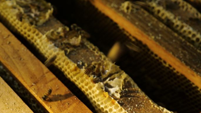 蜂蜜蜜蜂开箱特写蜂农干活2