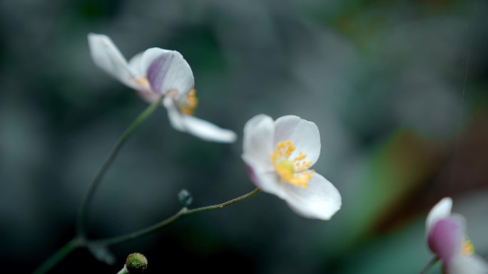 【4K原创版权】唯美洁白花朵淡黄色花蕊
