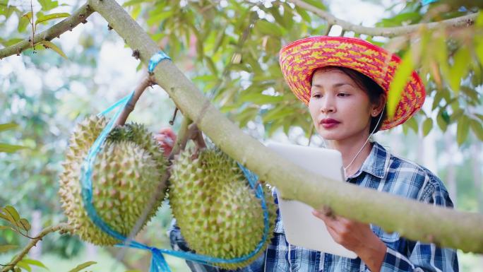 在榴莲农场，一位亚洲成年长发女性高科技农民正在用平板电脑检查榴莲，或在纸上写报告。