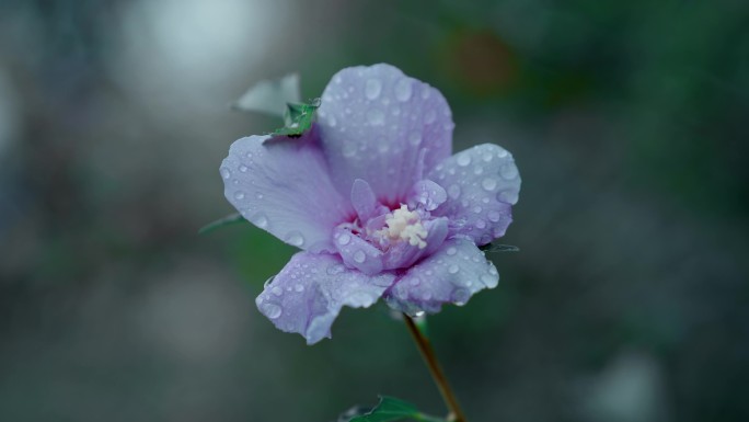 【4K】唯美淡紫色花朵花瓣露珠