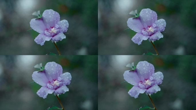 【4K】唯美淡紫色花朵花瓣露珠