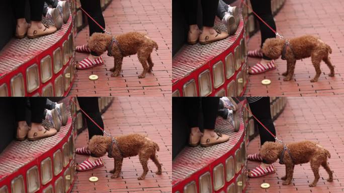 小狗牵狗绳逛街宠物街道行人步行街贵宾犬