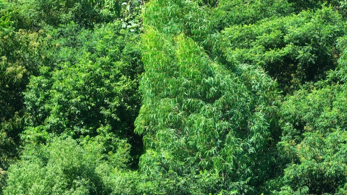 风吹树摇晃大风吹树林风吹树叶狂风吹打森林