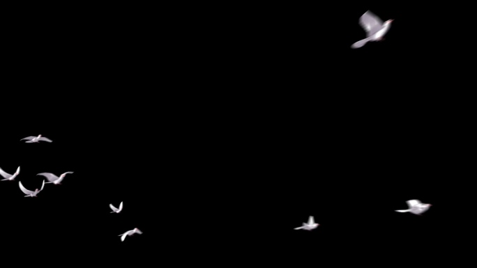 片头片尾通用多视角白鸽飞舞飞鸟视频素材