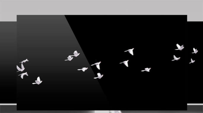 片头片尾通用多视角白鸽飞舞飞鸟视频素材