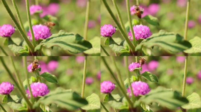 火球花千日红花瓣花蜜蜂阳光