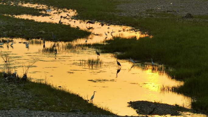 早晨日出河滩河边浅水鸟白鹳黑鹳航拍2