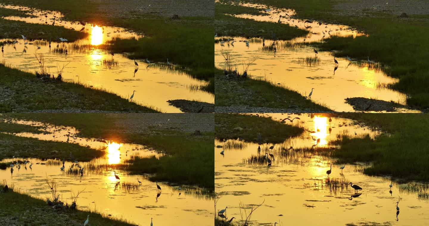 早晨日出河滩河边浅水鸟白鹳黑鹳航拍2