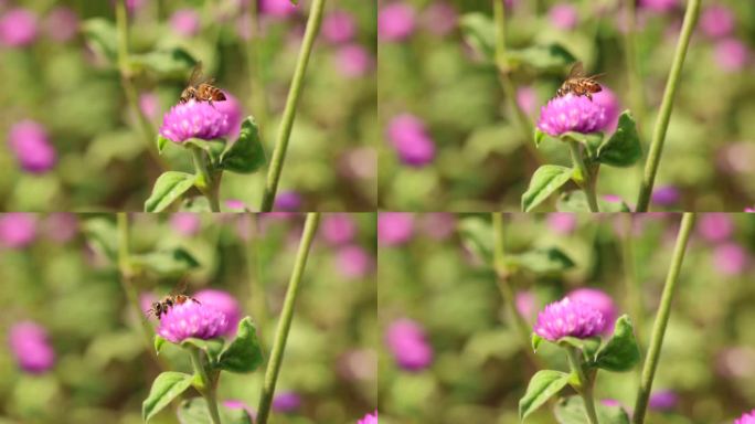 火球花 千日红花瓣 蜜蜂微风吹拂