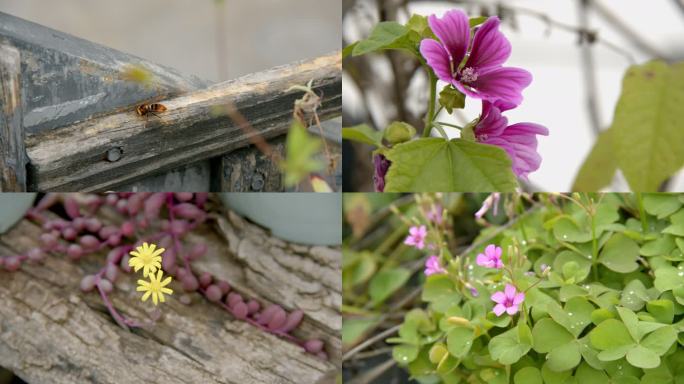 各式各样的花,蜜蜂和胡蜂