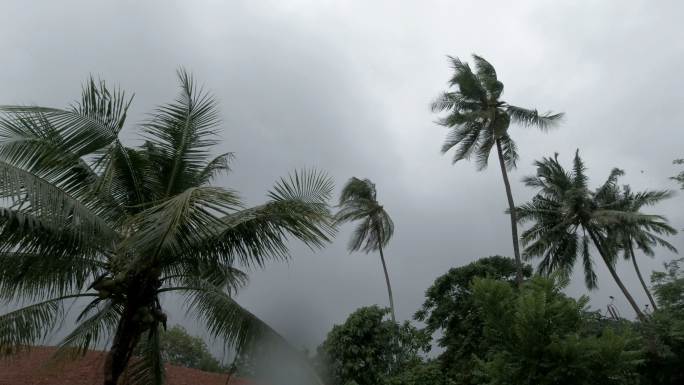 棕榈树在热带风暴风中飘扬极端天气台风