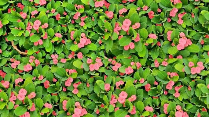 自然户外红色花卉铁海棠和绿叶特写