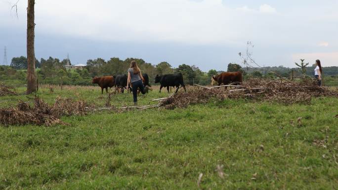 两个放牛的女人牧场女性放牛