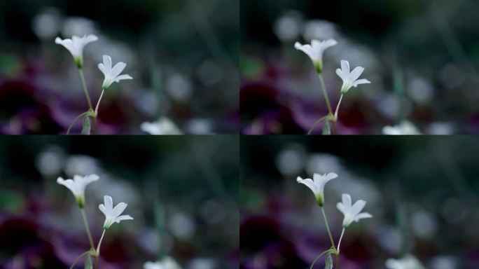【4K原创版权】唯美洁白花朵淡紫色花蕊