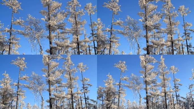 大兴安岭林海雪原雾凇景观