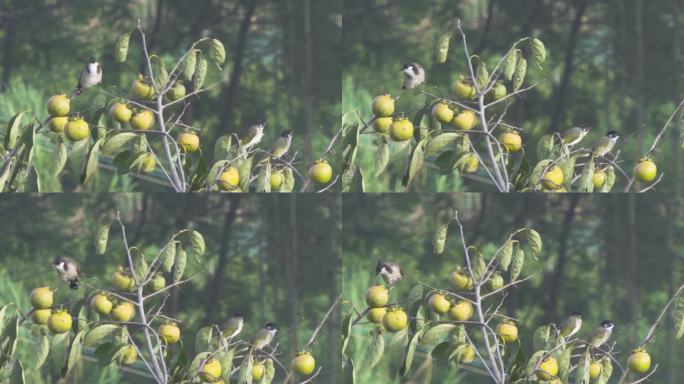 白喉红臀鹎 鸟儿 柿子 柿子成熟
