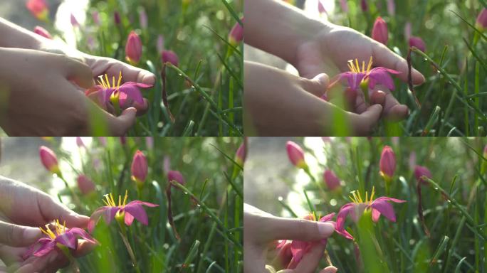 手的特写镜头试图迫使雨花百合开花。