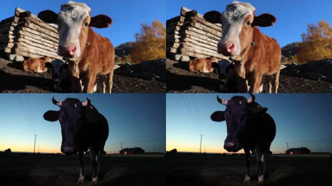 黄牛注视镜头和奶牛反刍特写视频片段