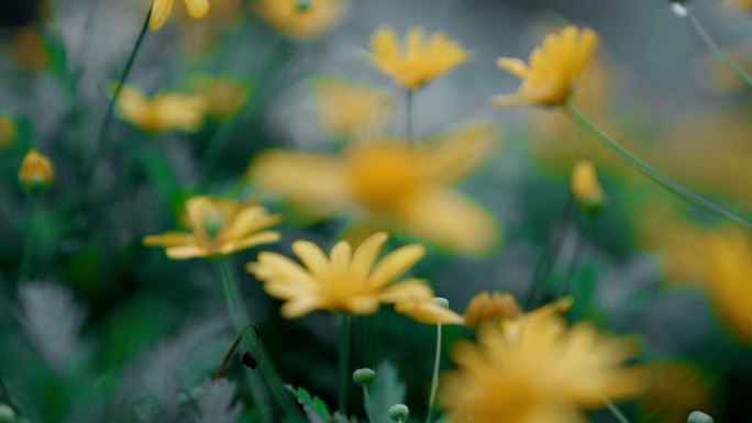 【4K】唯美黄色雏菊金黄色花朵