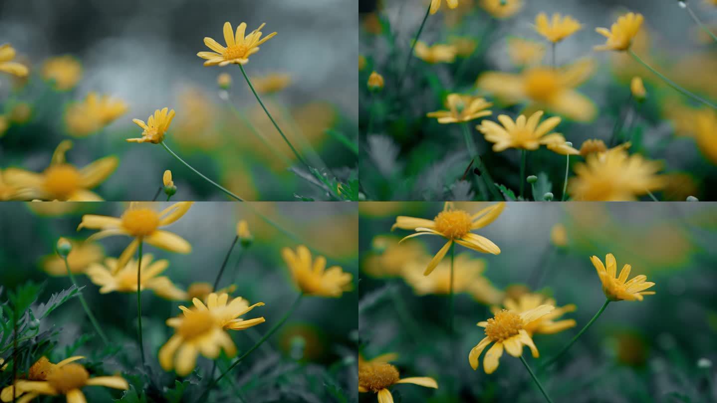 【4K】唯美黄色雏菊金黄色花朵