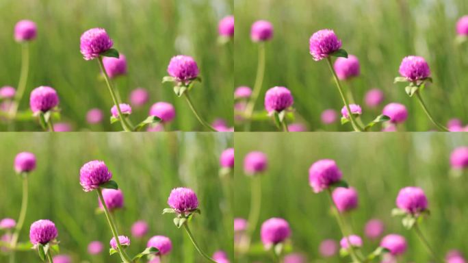 火球花千日红花瓣微风吹拂阳光