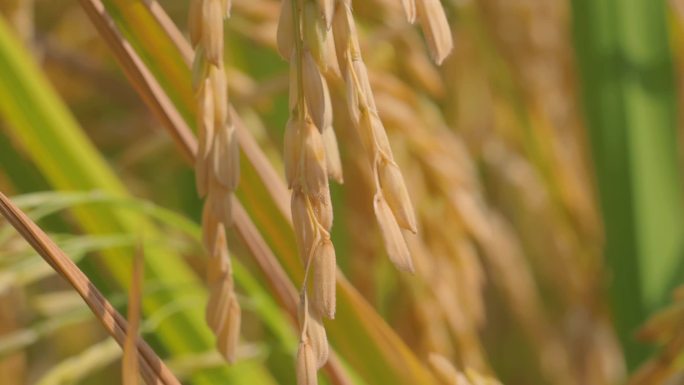 稻田水稻稻穗收割