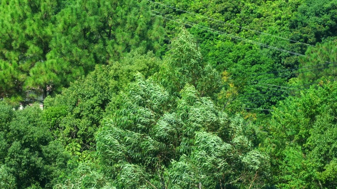 大风吹树林风吹树叶森林狂风吹打树随风摇摆