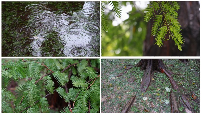 雨中水杉树林森林大自然氧吧户外旅行林业