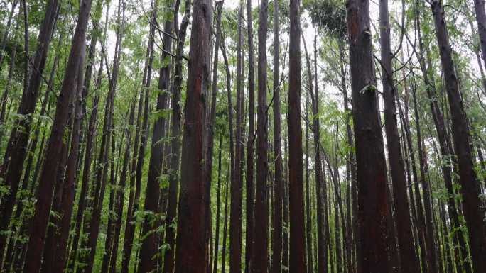 雨中水杉树林森林大自然氧吧户外旅行林业