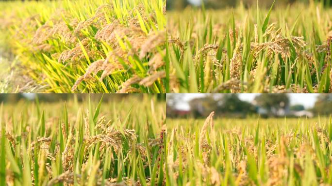 【4K】水稻· 金色稻浪