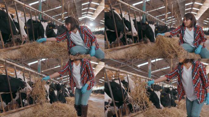女农民在牲口棚检查奶牛。