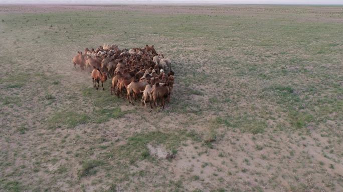吃沙葱的骆驼挤在一堆
