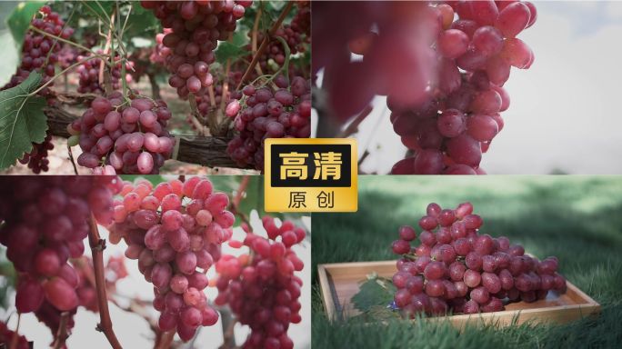 葡萄 红提 红色葡萄 农业 水果种植