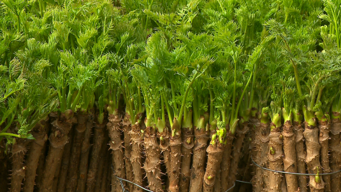 大棚种植刺嫩芽