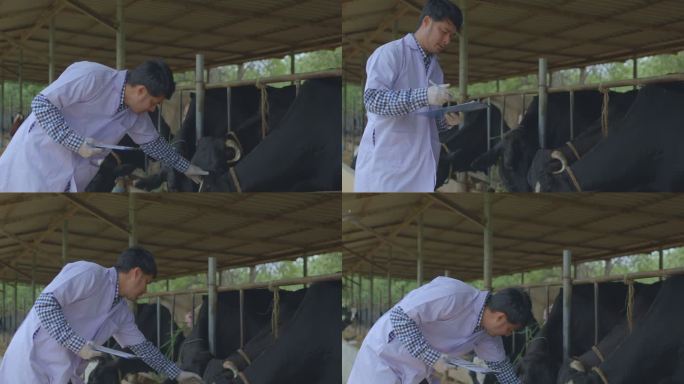 兽医在奶牛场检查牲畜