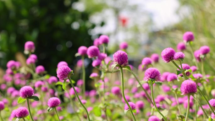 火球花千日红花瓣公园微风吹拂