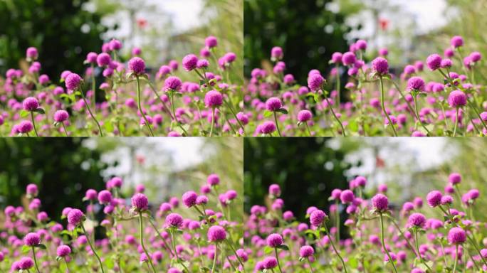 火球花千日红花瓣公园微风吹拂