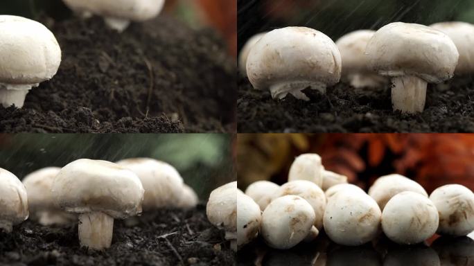 白蘑菇种植