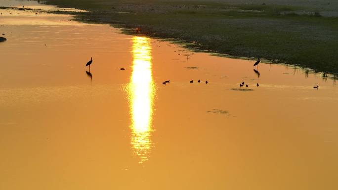 早晨日出河滩河边浅水鸟白鹳航拍