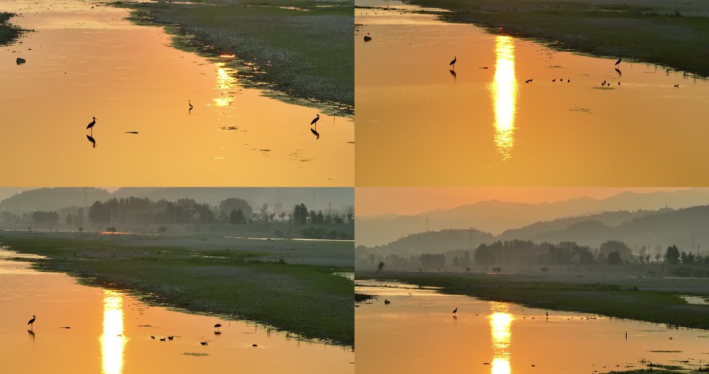 早晨日出河滩河边浅水鸟白鹳航拍