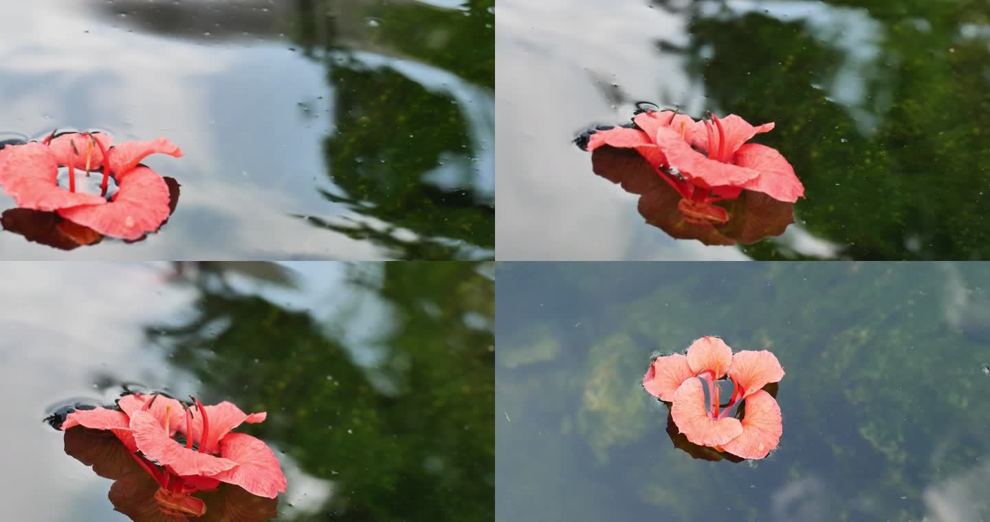一朵红花在水面上漂浮