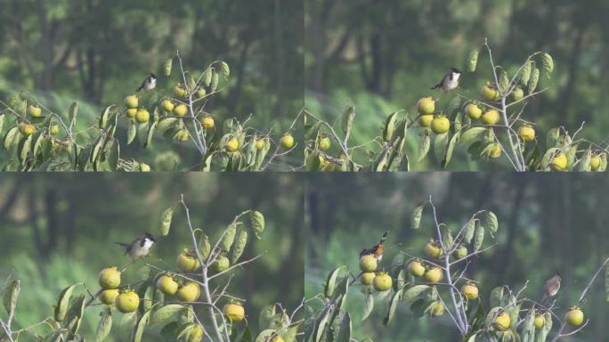 白喉红臀鹎 鸟儿 柿子 柿子成熟 果树