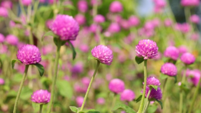 火球花 千日红花瓣微风吹拂阳光