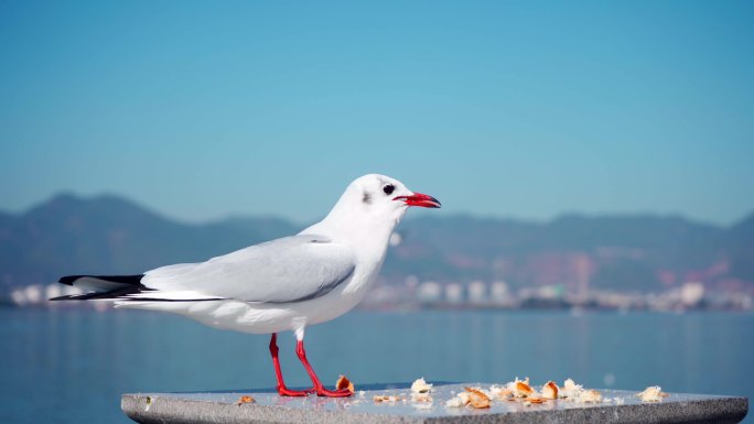 滇池 海鸥