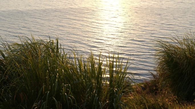 江岸的野草