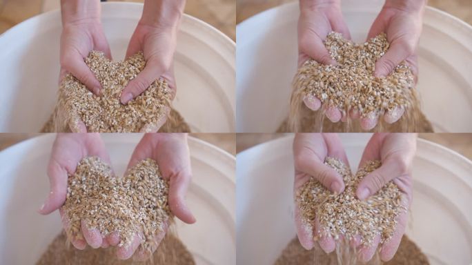 手持压碎大麦的女性手，用于生产工艺啤酒。