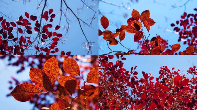 秋天红叶林